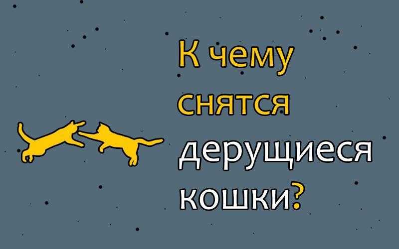 К чему снится кот