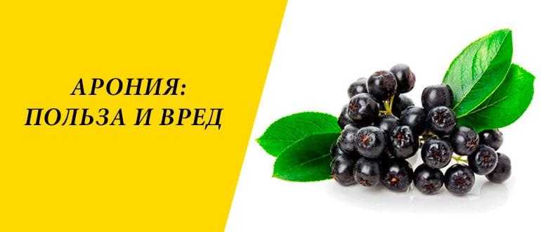 Черноплодная рябина лечебные свойства и противопоказания