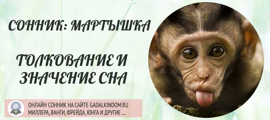 К чему снится обезьяна женщине по сонникам