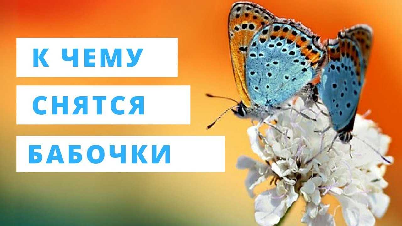 К чему снятся бабочки цветные много на сайте сонник гуру